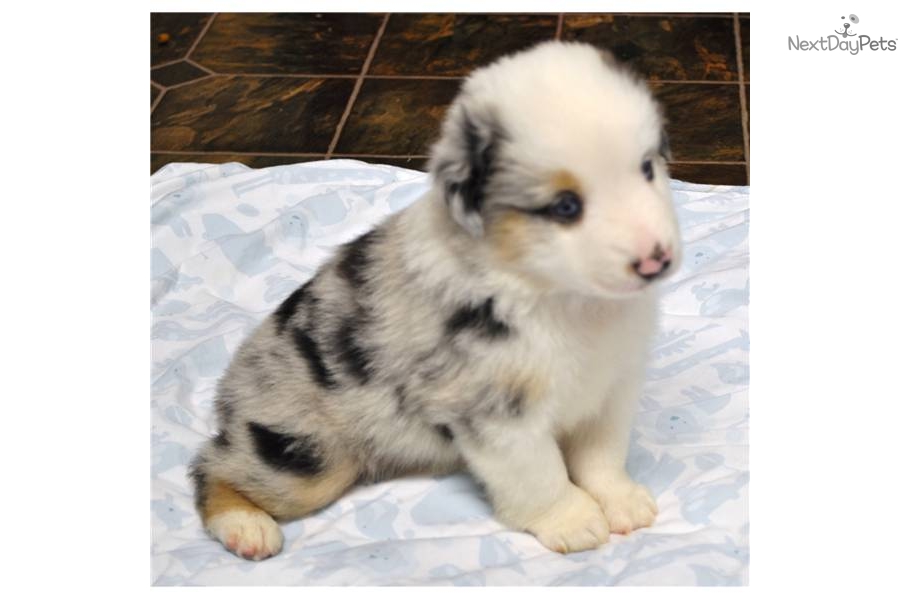 Mini Australian Shepherd Blue Merle Puppies