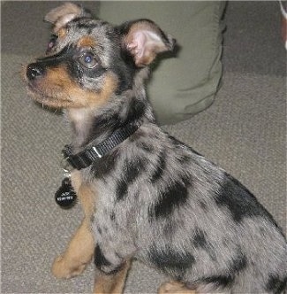 Mini Australian Shepherd Blue Merle Puppies