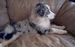 Mini Australian Shepherd Blue Merle Puppies