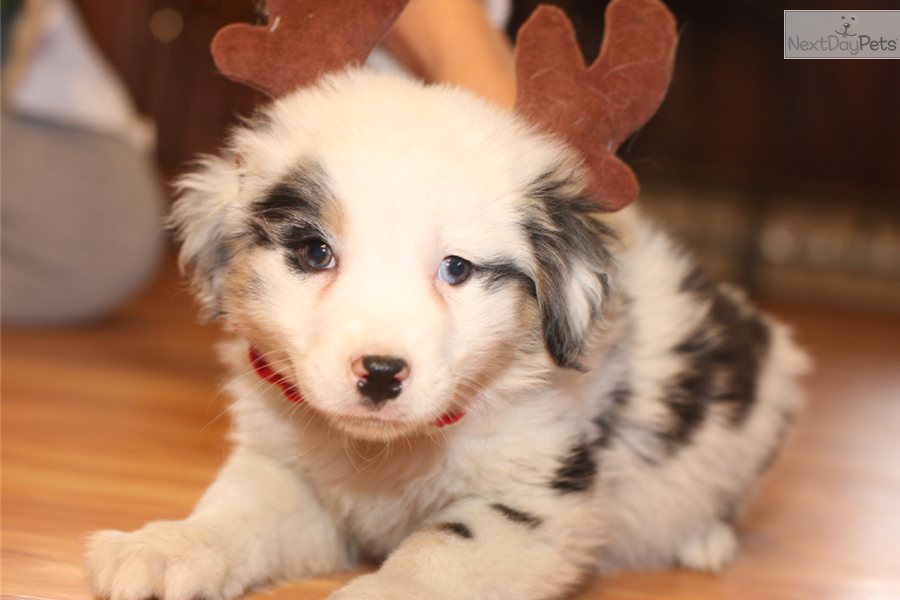 Mini Australian Shepherd Blue Merle Puppies