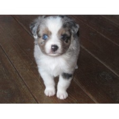 Mini Australian Shepherd Blue Merle Puppies