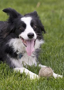 Mini Australian Shepherd Border Collie Mix