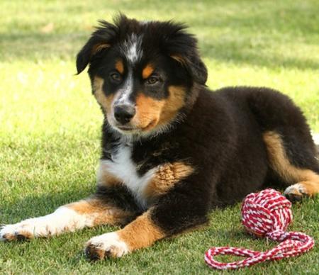 Mini Australian Shepherd Border Collie Mix