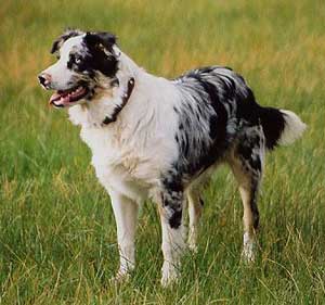 Mini Australian Shepherd Border Collie Mix