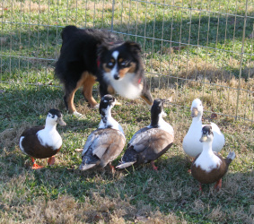 Mini Australian Shepherd Puppies Nc