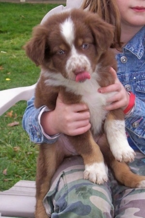 Mini Australian Shepherd Puppies Nc