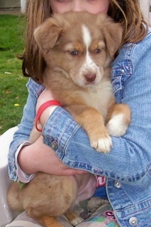 Mini Australian Shepherd Puppies Nc