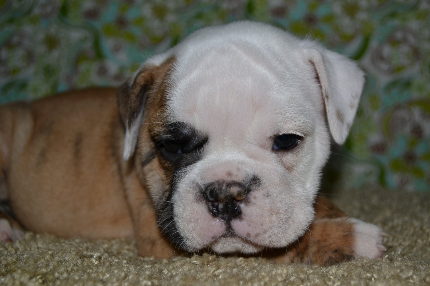 Mini English Bulldog Puppies For Adoption