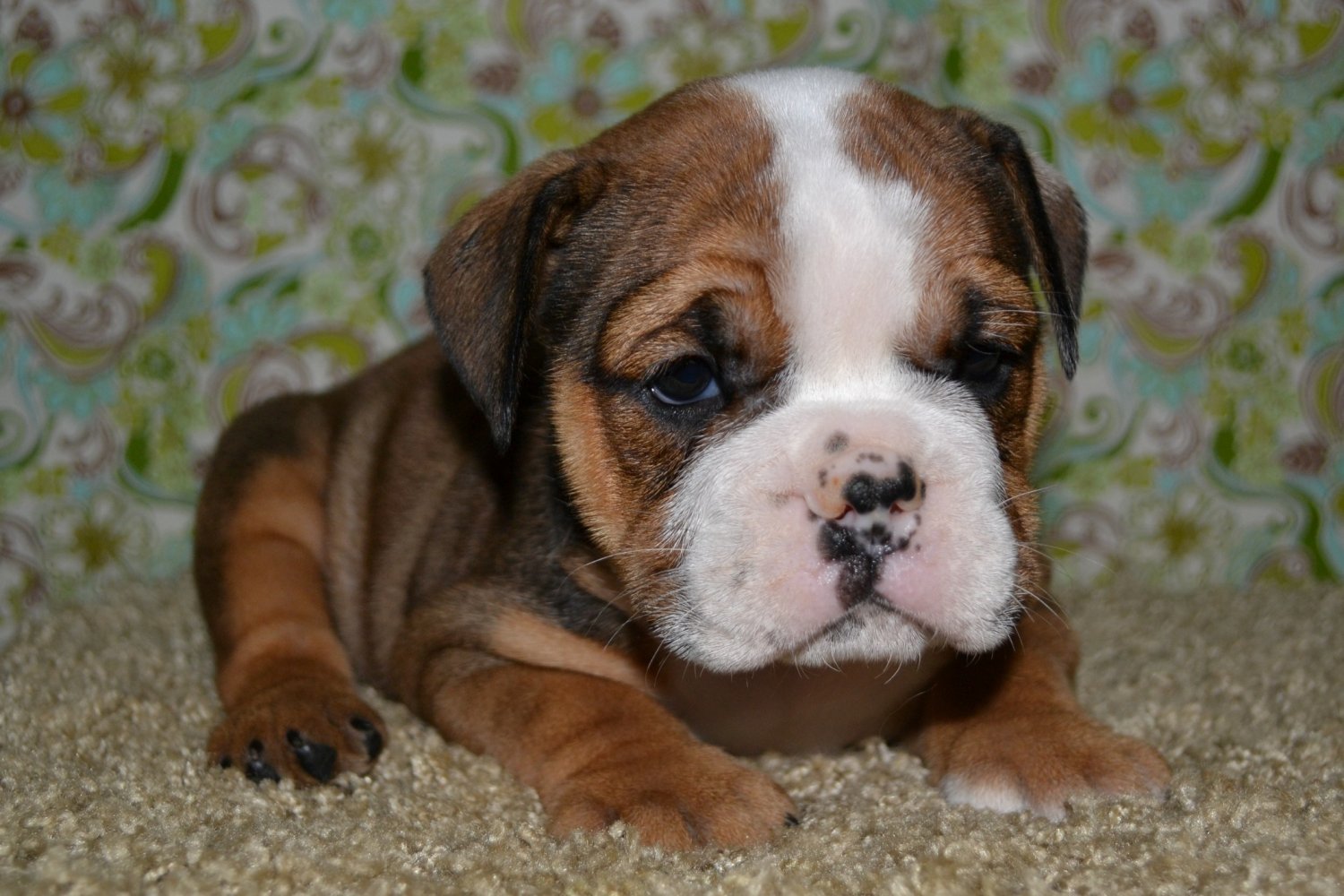 Mini English Bulldog Puppies For Adoption