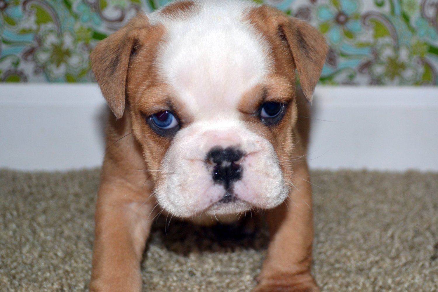 Mini English Bulldog Puppies For Adoption