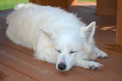 Miniature American Eskimo Dog For Sale