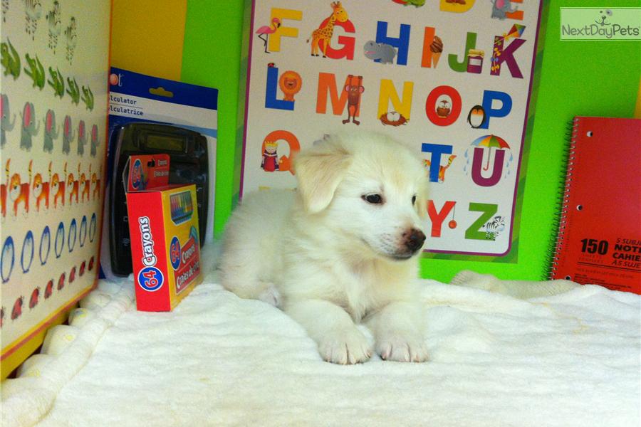 Miniature American Eskimo Dog For Sale