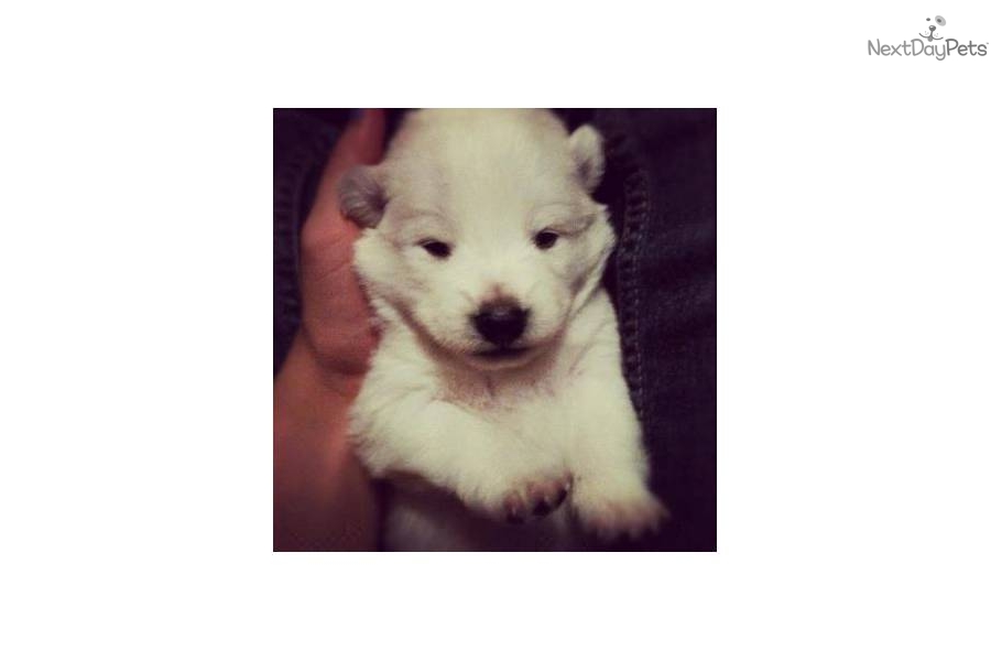 Miniature American Eskimo Dog For Sale