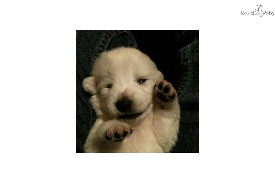 Miniature American Eskimo Dog For Sale