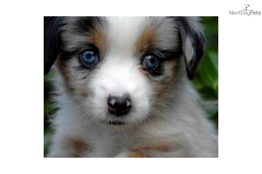 Miniature Australian Shepherd Blue Merle Puppies