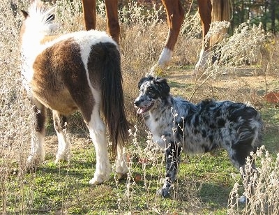 Miniature Australian Shepherd Blue Merle Puppies