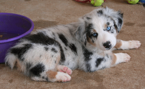 Miniature Australian Shepherd Blue Merle Puppies