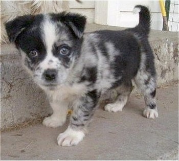 Miniature Australian Shepherd Blue Merle Puppies For Sale