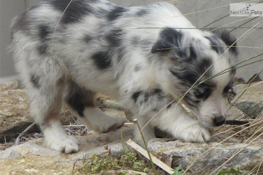 Miniature Australian Shepherd Blue Merle Puppies For Sale