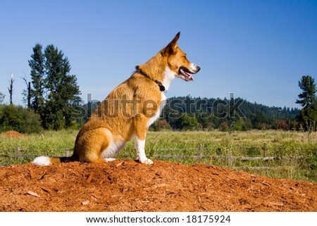 Miniature Australian Shepherd Border Collie Mix