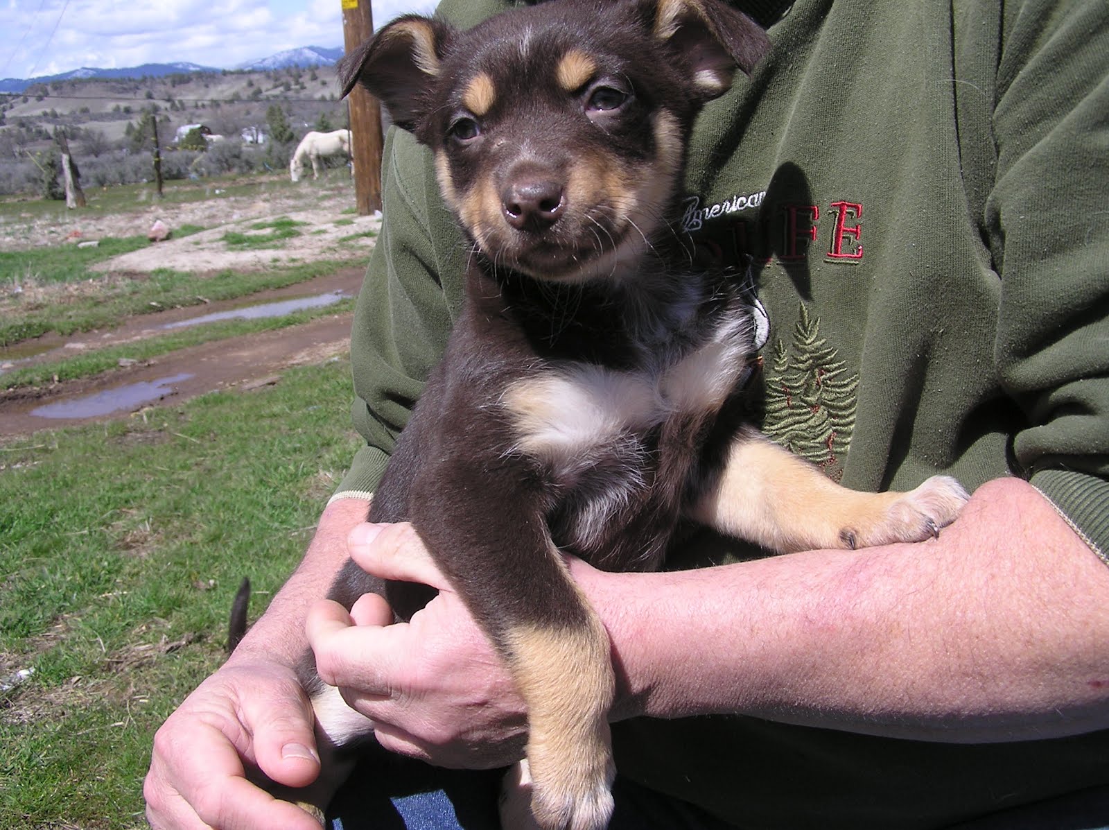 Miniature Australian Shepherd Border Collie Mix