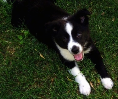 Miniature Australian Shepherd Border Collie Mix