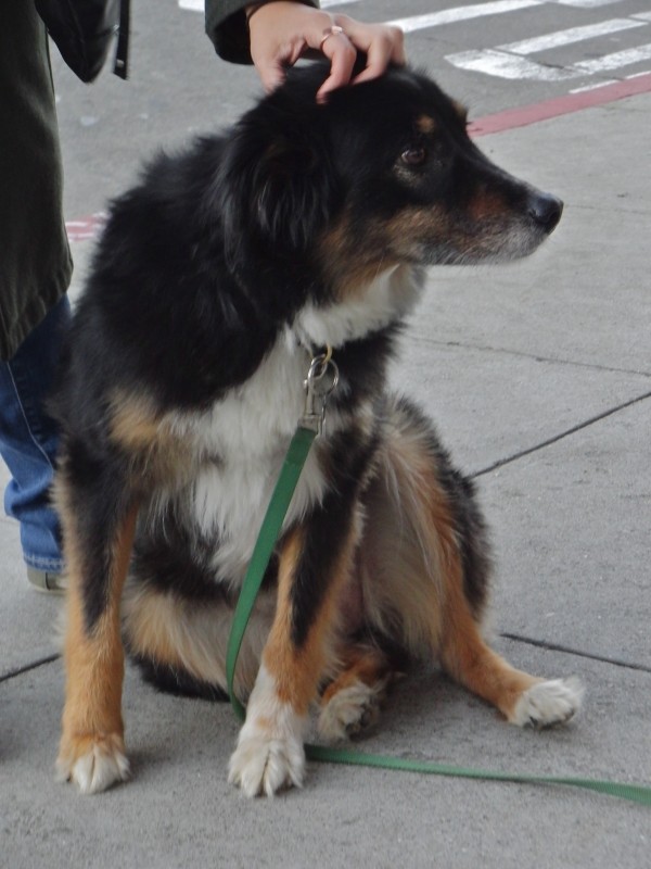 Miniature Australian Shepherd Border Collie Mix