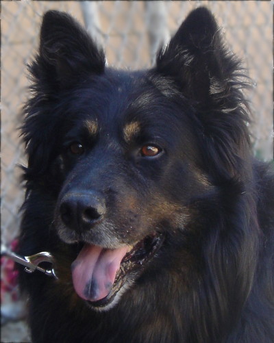 Miniature Australian Shepherd German Shepherd Mix