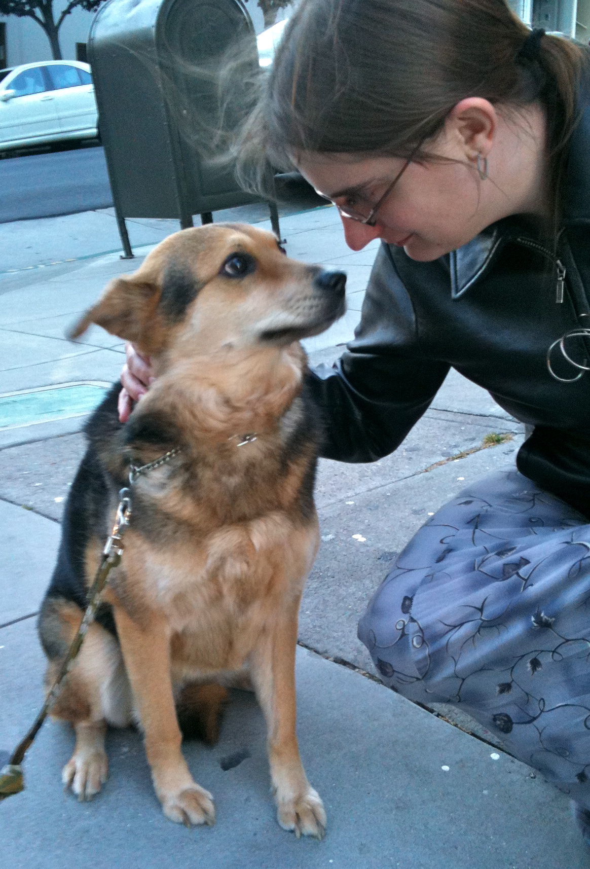 Miniature Australian Shepherd German Shepherd Mix