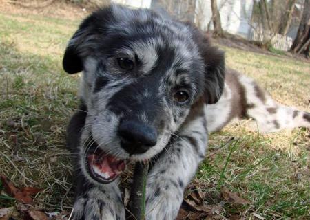 Miniature Australian Shepherd German Shepherd Mix