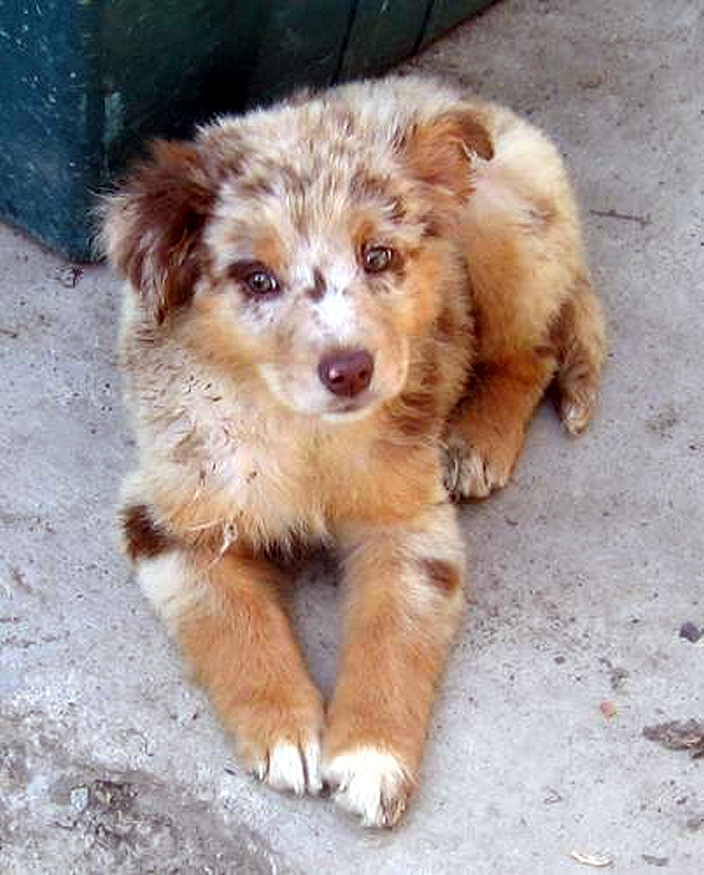 Miniature Australian Shepherd German Shepherd Mix