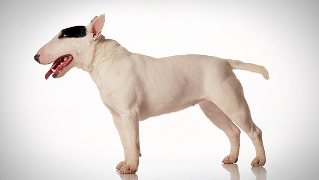 Miniature English Bull Terrier Puppies For Sale