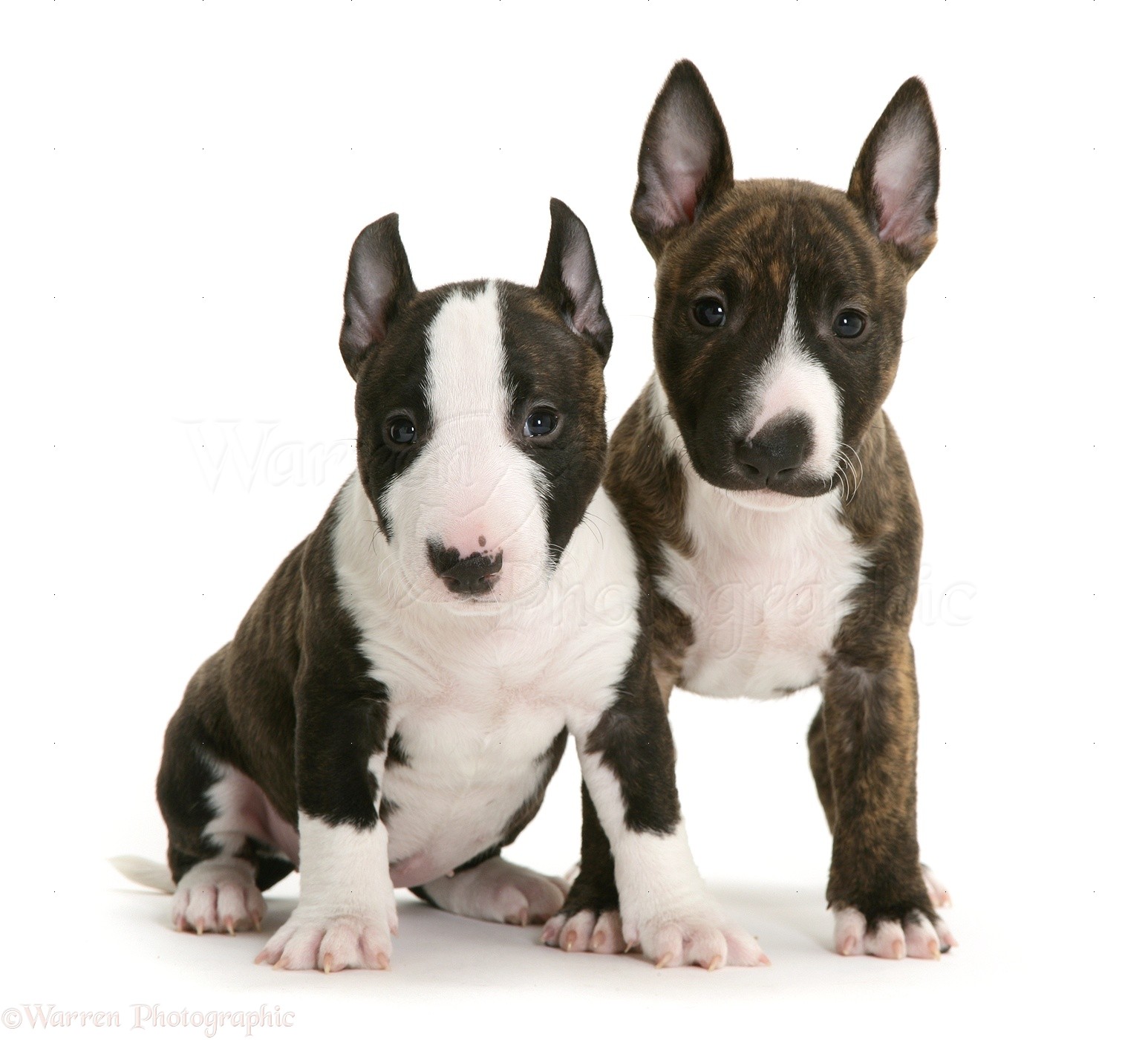 Miniature English Bull Terrier Puppies For Sale