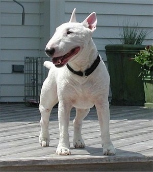 Miniature English Bull Terrier Puppies For Sale