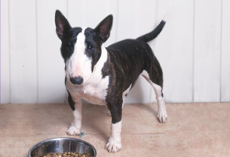 Miniature English Bull Terrier Puppies For Sale