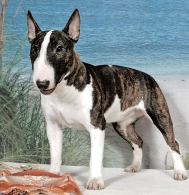 Miniature English Bull Terrier Puppies For Sale