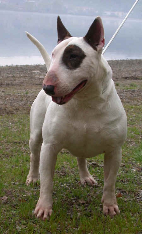 Miniature English Bull Terrier Puppies For Sale Uk