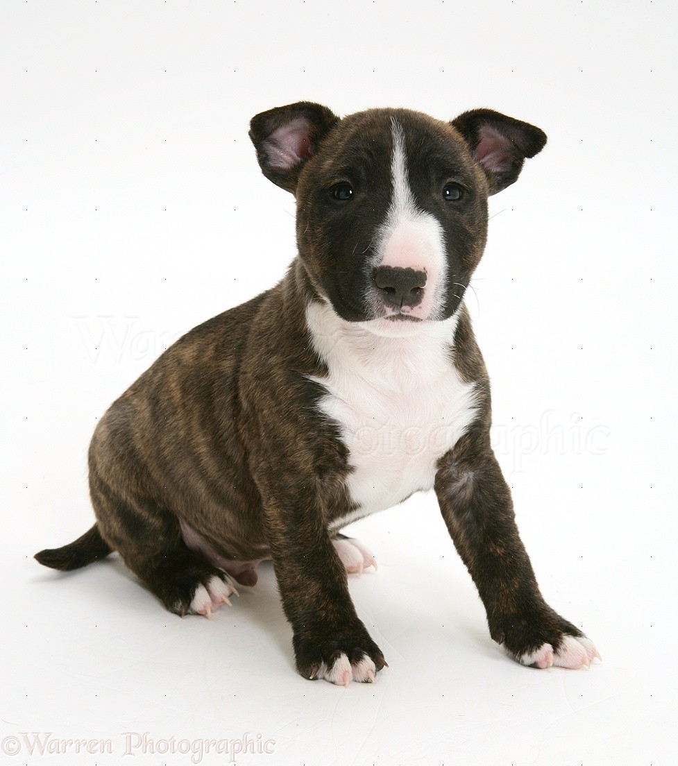 Miniature English Bull Terrier Puppies For Sale Uk