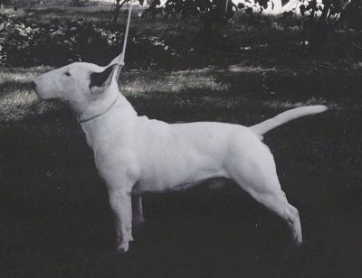 Miniature English Bull Terrier Puppies For Sale Uk