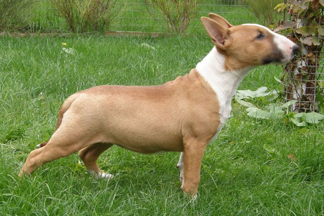 Miniature English Bull Terrier Puppies For Sale Uk