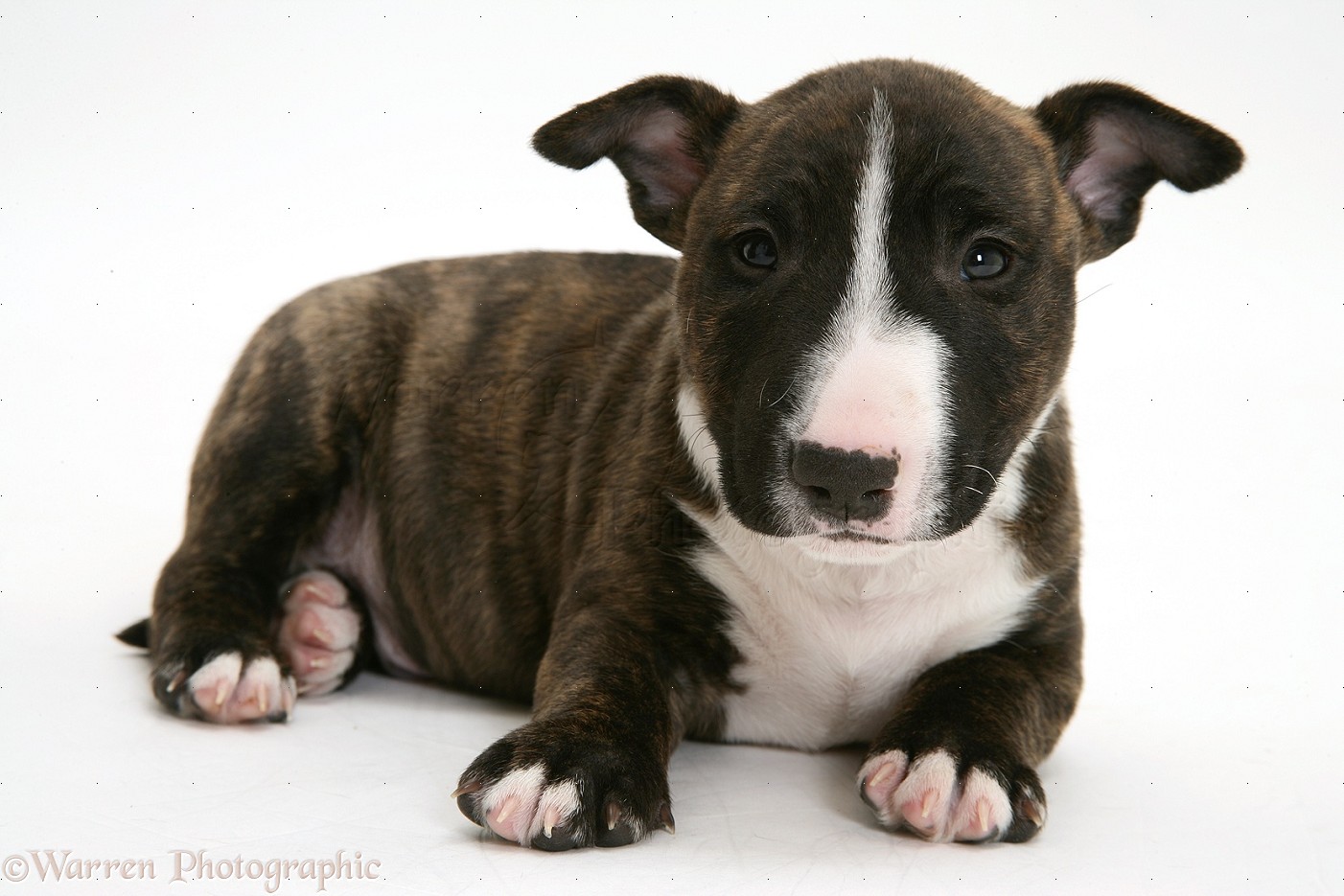 Miniature English Bull Terrier Puppies For Sale Uk