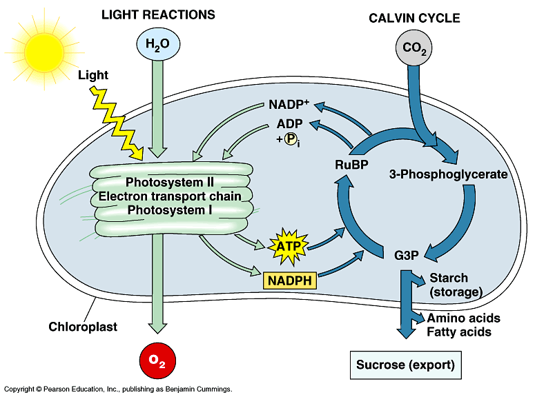 Model Of Photosynthesis For Kids