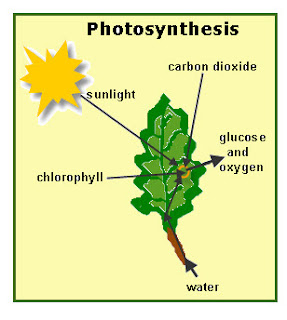 Model Of Photosynthesis For Kids