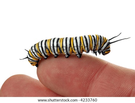 Monarch Caterpillar Clipart