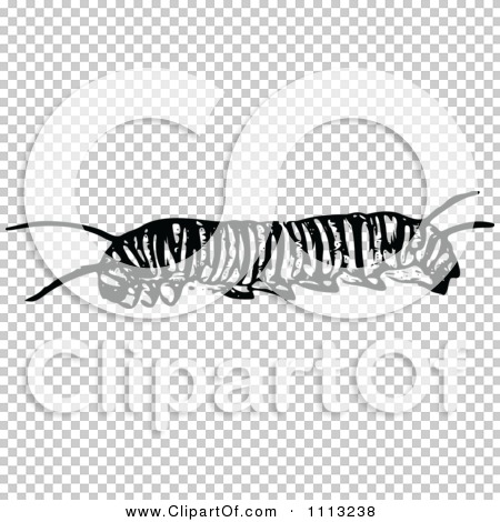 Monarch Caterpillar Clipart