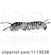 Monarch Caterpillar Clipart