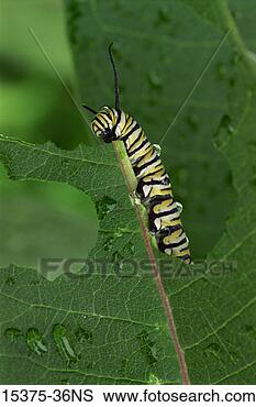 Monarch Caterpillar Clipart