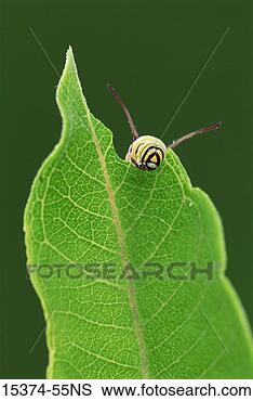 Monarch Caterpillar Clipart