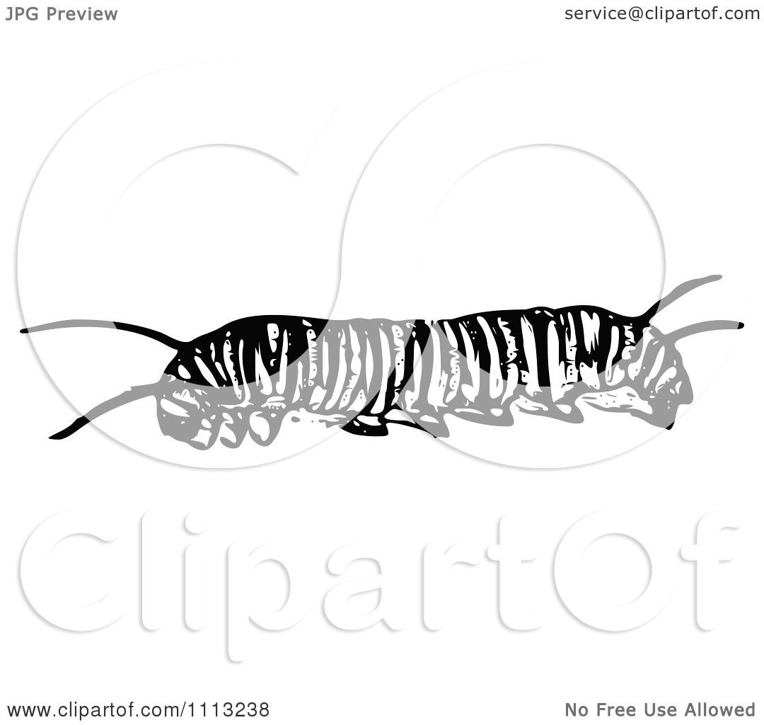 Monarch Caterpillar Clipart