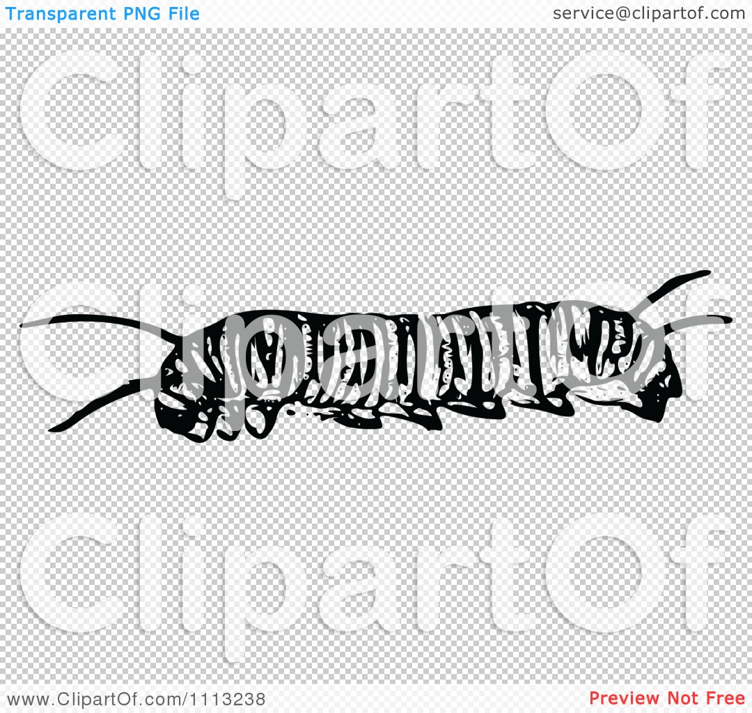 Monarch Caterpillar Clipart